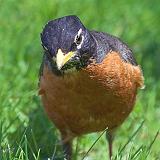 Robin Closeup_48958